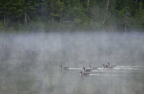 Canada, Quebec Canada geese in fog